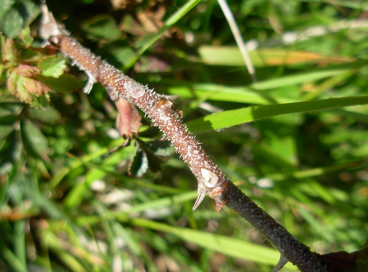 Rosa pulverulenta M. Bieb. / Rosa vischiosa